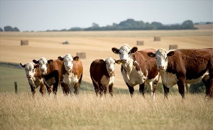 livestock-cattle-sheep-farms-for-sale
