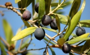 olive-farms-for-sale