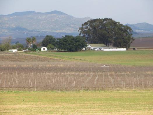 Wine, Livestock, Irrigation Farm | AGF0065