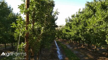 Fruit &amp; Wine Farm on the Theewaterskloof Dam | AGF0325