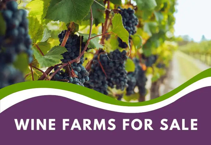 wine farms for sale